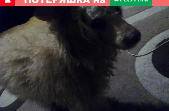 Найдена собака в Егорьевске