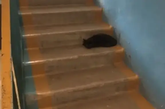 Найден домашний кот на Ново-Садовой 27, Самара.