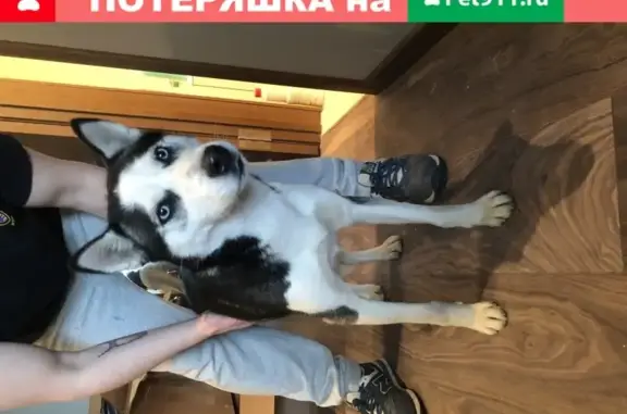 Найдена собака на Боровском шоссе в поселении Внуковское