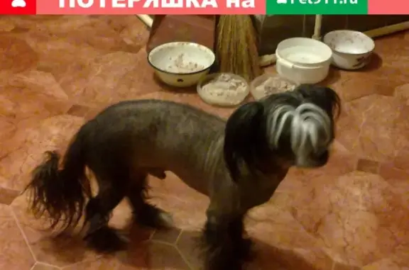 Пропала собака на улице Петровской Балке, Симферополь