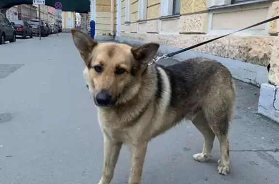 Найдена собака на Почтамтской улице, ищем хозяина или передержку