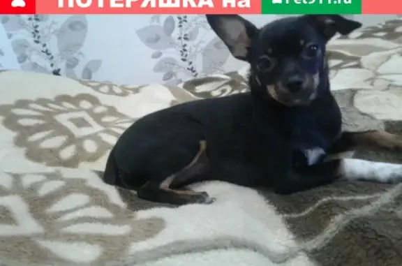 Пропала собака Милана в районе Войновки, помогите!