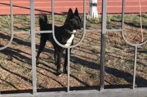 Найдена собака на ул. Транспортной в Оренбурге