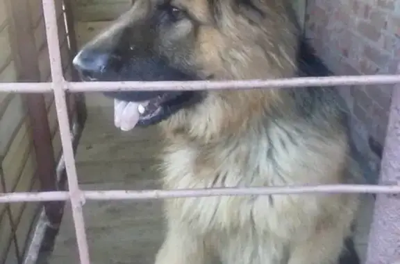 Найдена собака в Энгельсе, Саратов