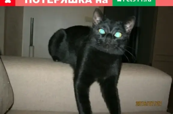 Пропала кошка Тёма на ул. Преображенского, 15 (29 символов)