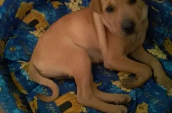 Собаки потеряшки, село Суворовское, фото: Потеряшка смешанная собака возрастом 8 мес. в Сакском районе, 4 км от Евпатории.