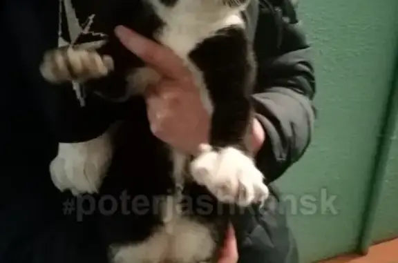 Найдена кошка Котёнка в Новосибирске