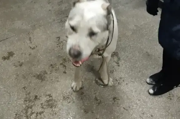 Найдена собака в Черногорске на Тихонова 33