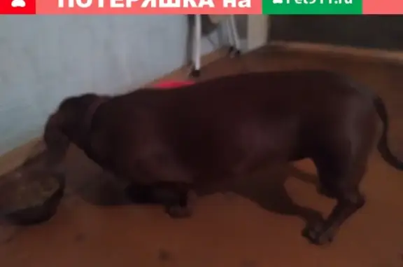 Найдена собака на ул. Академическая, Иваново