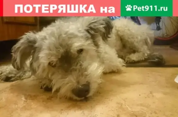 Собака найдена на Байкальской, 244А!