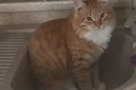 Кошки потеряшки, Тамбов, фото: Потеряшка кот Дизель в Тамбове, Радужный.