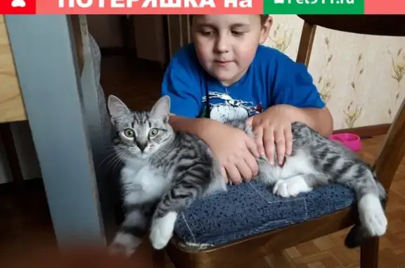 Пропала кошка Бони на пр. Кирова, Луга