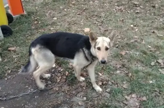 Потерянная собака с цепью бегает в Уфе