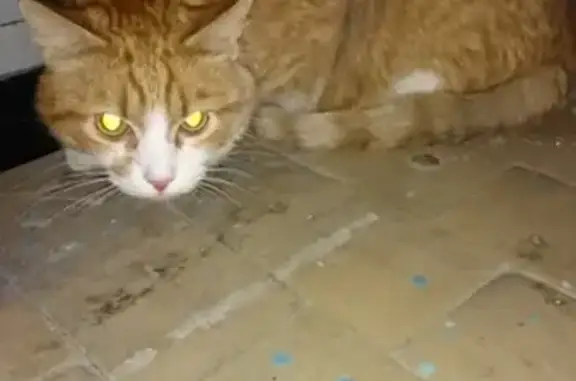 Найден рыжий кот (Седова, Екатеринбург)