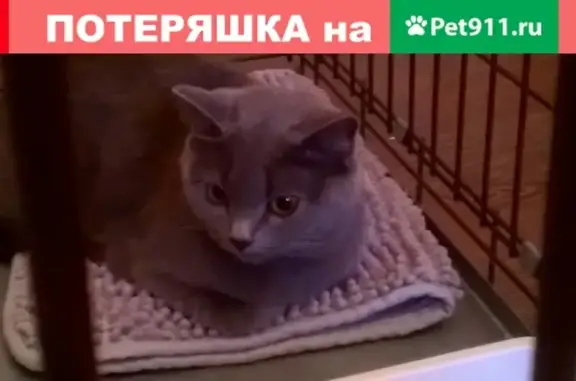 Найдена кошка на Шахтеров 57