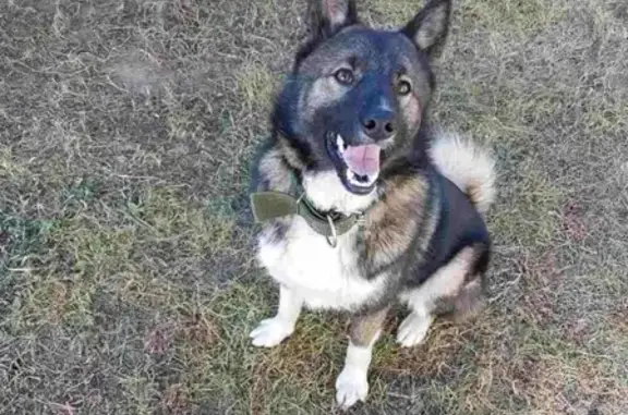 Пропала собака Рекс в пгт Атамановка, Читинский район