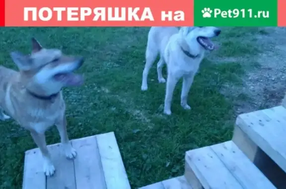 Пропала собака Байкал в поселке Озъяг, Республика Коми