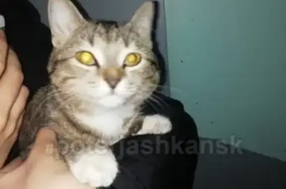 Найдена кошка в Дзержинском районе, ул. Фурманова, 1А