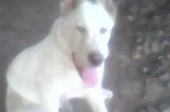 Пропала собака Мишка на улице Лермонтова, 31