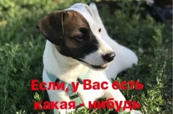Пропала собака в Ростовской области