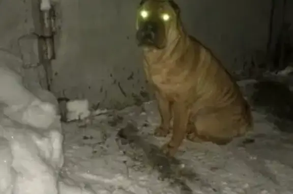Найдена собака в Кемерово без ошейника