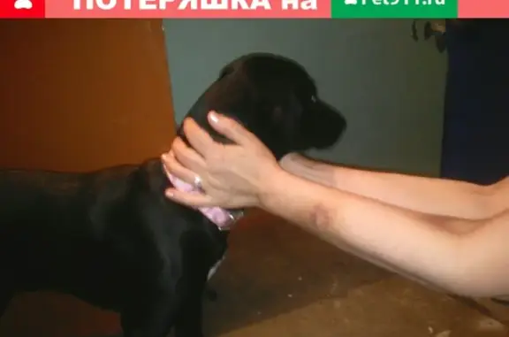 Найдена черная собака на 40 лет Октября