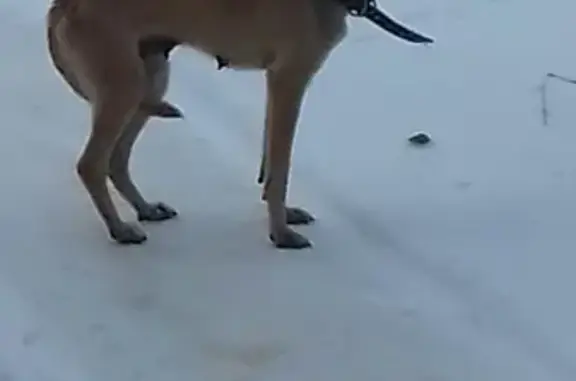 Найдена собака в районе портовой, Ростов