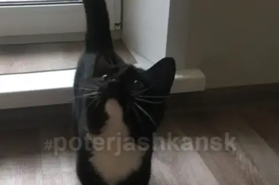 Найден котенок в Новосибирске, ищет новый дом