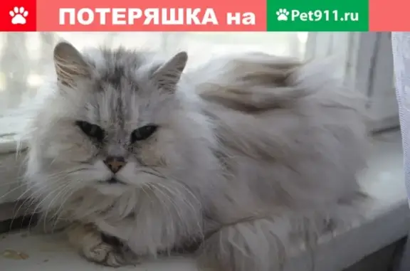 Пропал кот на Николаевской, Всеволожский район, ЛО