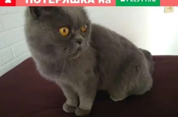 Найдена британская кошка в Белгороде