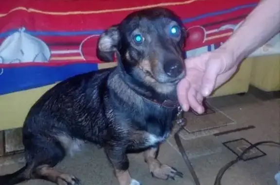 Найдена собака возле магазина Аникс на Новосибирской, 9