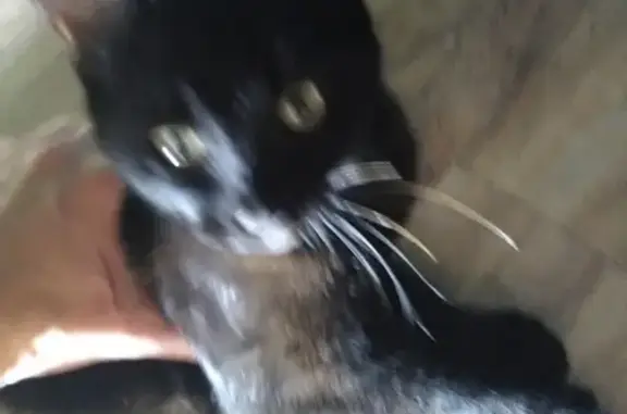 Найден кот в Геленджике, порода британская гладкошерстная
