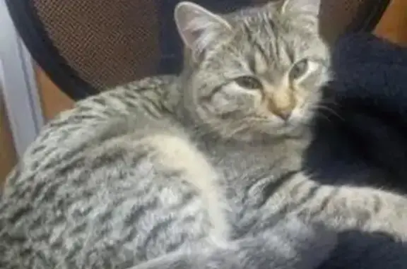 Найдена кошка #Краснодар, ул. Яна Полуяна