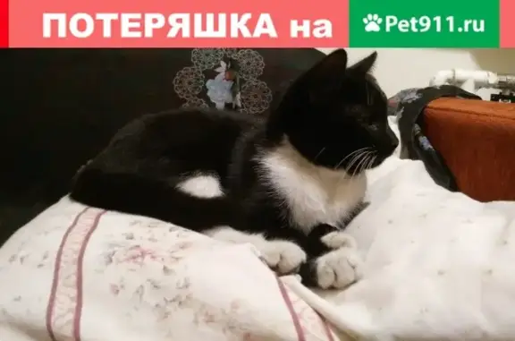 Найдена черная кошка на улице Тюленева в Москве