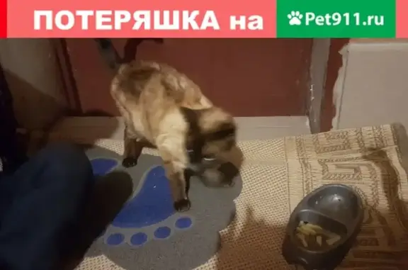 Найден крупный сиамский кот в Лабинске, Краснодарский край