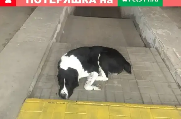 Найдена собака в районе Венюково г. Чехов, хозяин ищет.