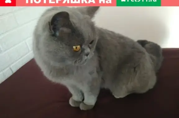 Найдена кошка на ул. Костюкова в Белгороде