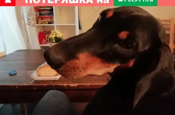 Собака найдена в Краснодаре