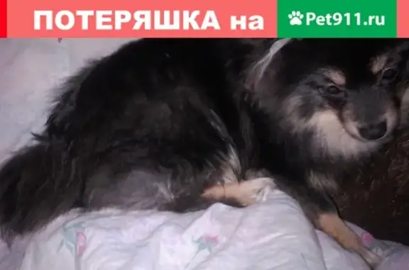 Пропала собака ТЕО в Боре, Нижегородская область