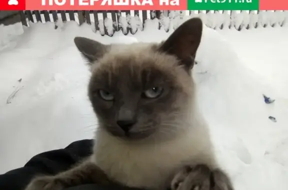 Найдена кошка на ул. Арктическая в Новосибирске