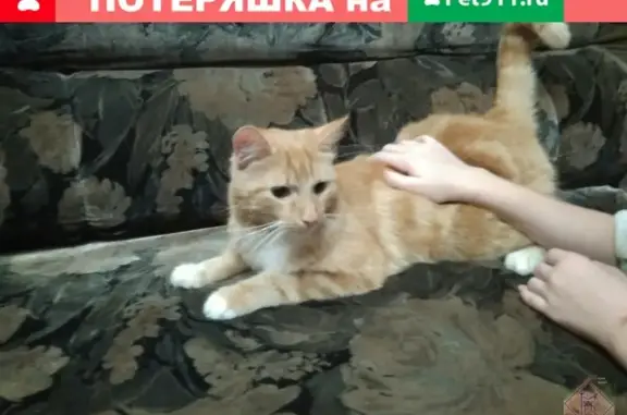 Найден кот на Запорожской, Свердловский район