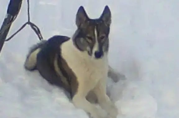 Пропала сибирская лайка в Ромоданово, Рязанская область