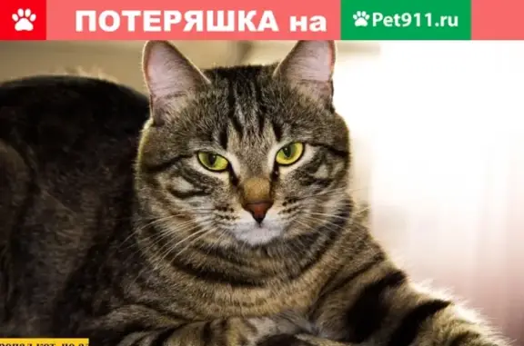 Пропал кот в Иркутске, вознаграждение!