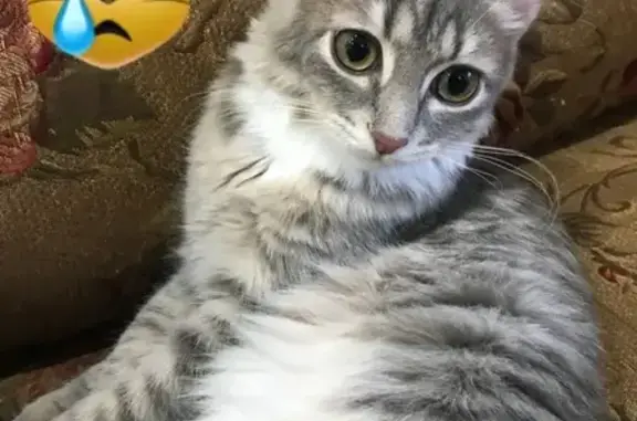 Кошки потеряшки, Набережные Челны, фото: Потеряшка кошка в Набережных Челнах, вознаграждение!