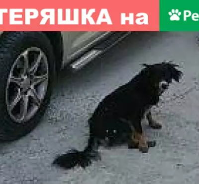 Пропала собака Бусинка в Ялте