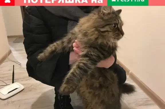 Найдена кошка на ул. 2-я мельничная в Ярославле