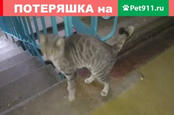 Найдена кошка на пр. Строителей