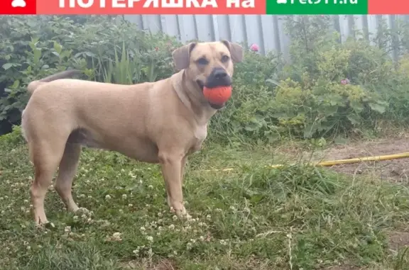 Пропала собака в Сургуте, откликается на кличку Буля