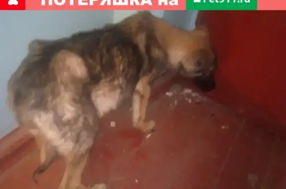 Найдена собака на Шахтеров в Красноярске