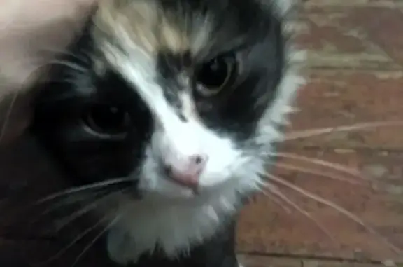 Найдена кошка на Чапаева 88-а в Иваново